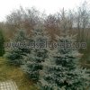 picea-extra