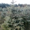 picea_blue