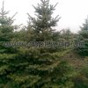 picea