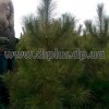сосна крымская