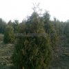 Туя западная