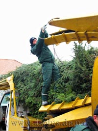 ель крупномеры